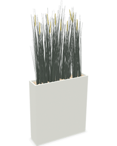 Plante séparateur d'espace