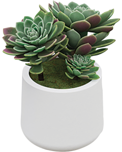 Plante agave