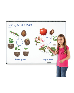 Le cycle de vie de la plante